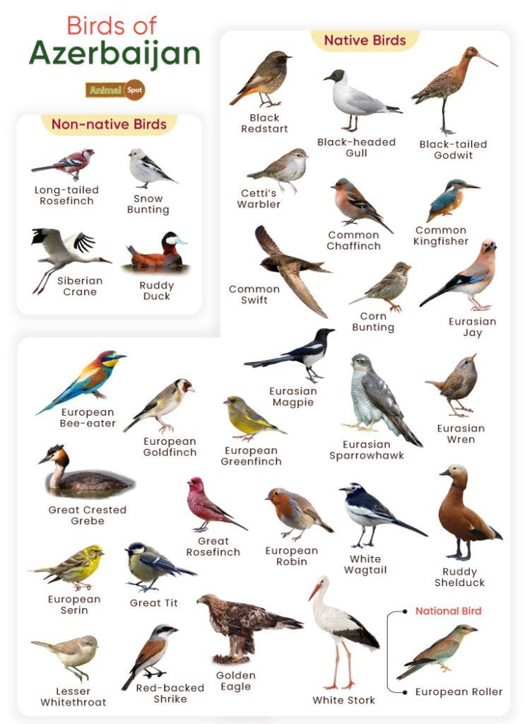 Birds of Azerbaijan