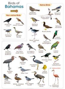 List of Birds Found in the Bahamas with Pictures