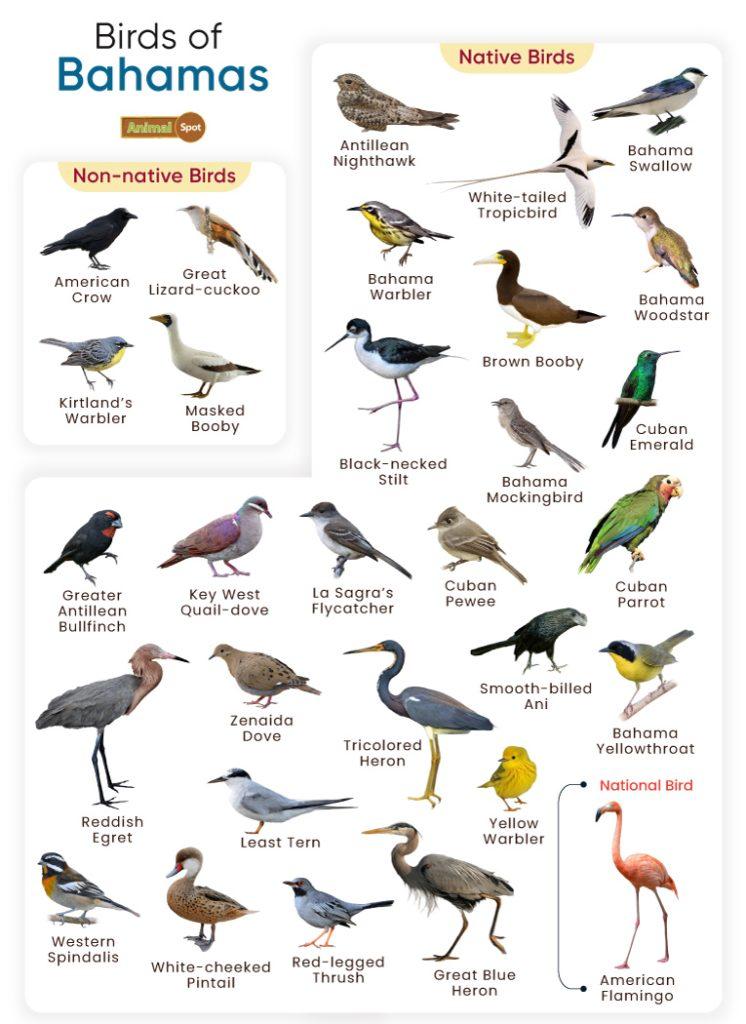 Birds of Bahamas