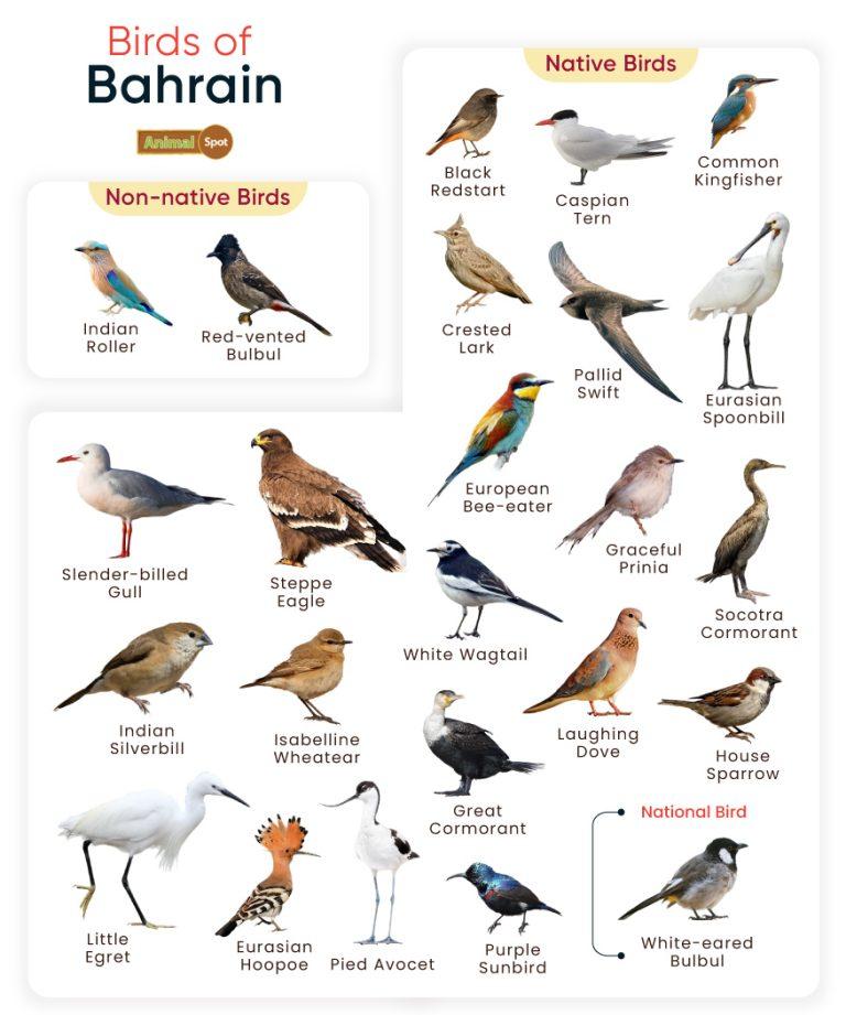 List of Birds Found in Bahrain with Pictures