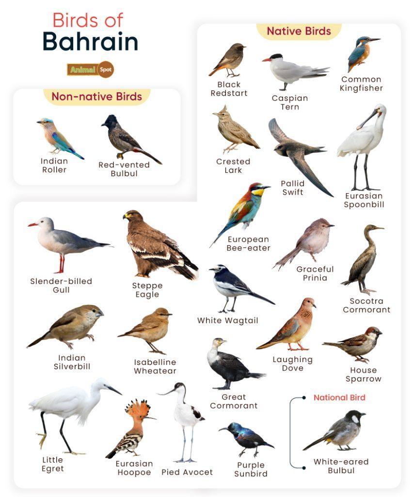 Birds of Bahrain