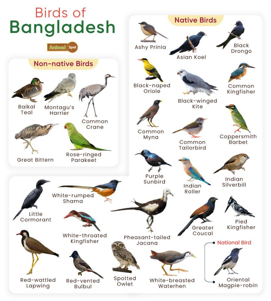 Birds of Bangladesh