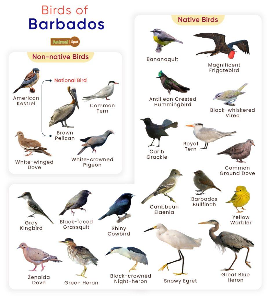 Birds of Barbados