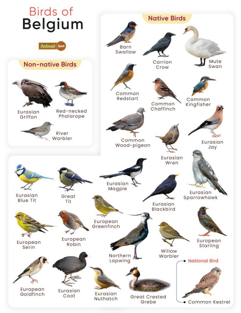 Birds of Belgium