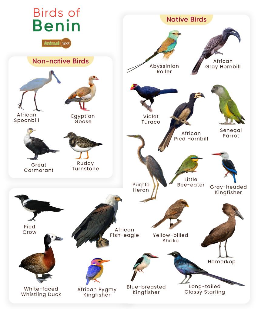Birds of Benin