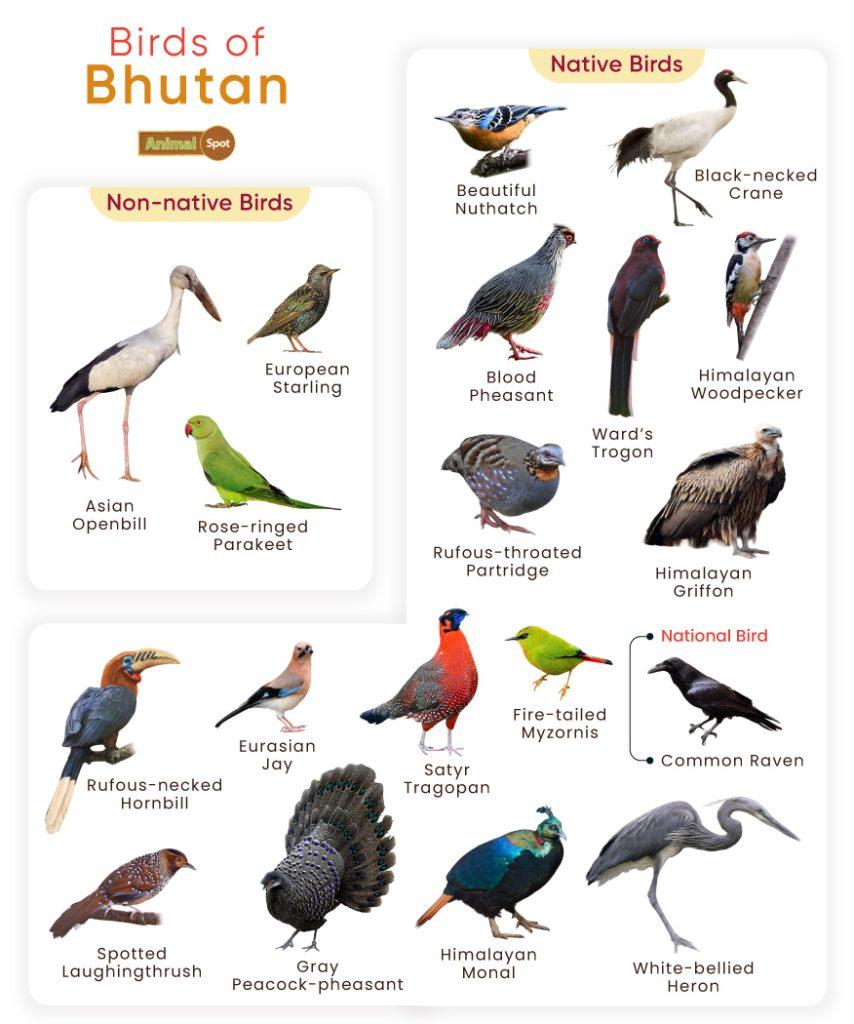 Birds of Bhutan