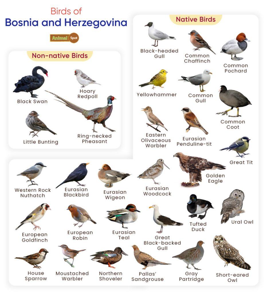 Birds of Bosnia and Herzegovina