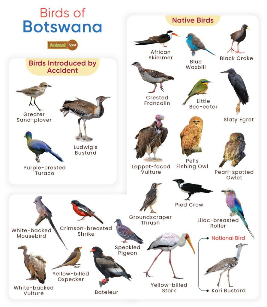 Birds of Botswana