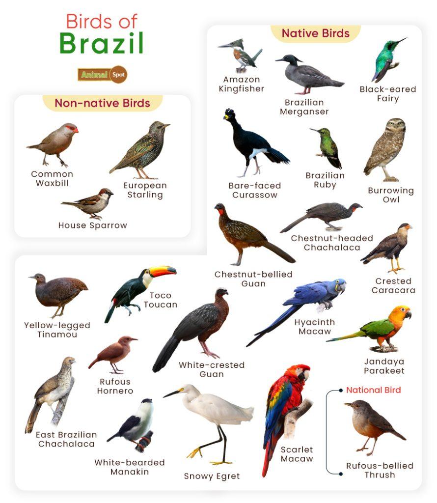 Birds of Brazil
