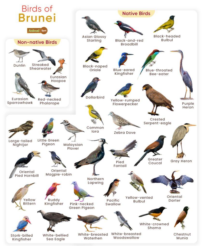 Birds of Brunei