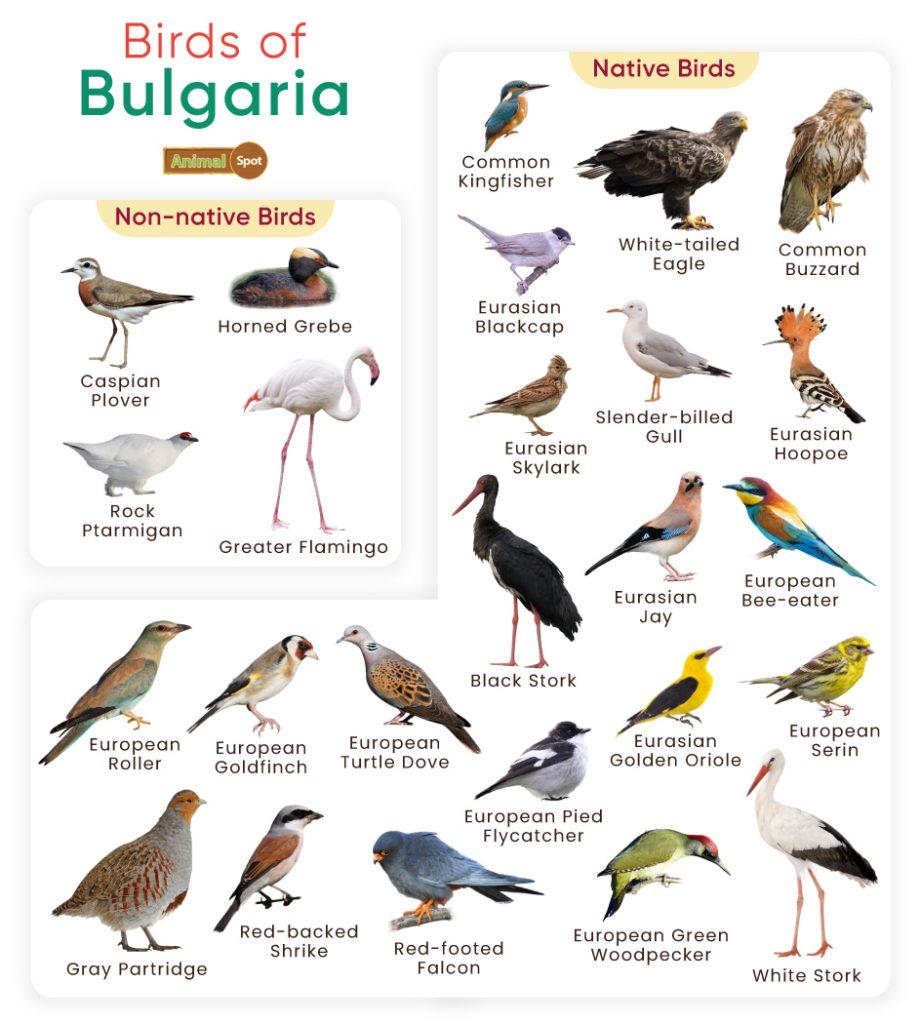 Birds of Bulgaria