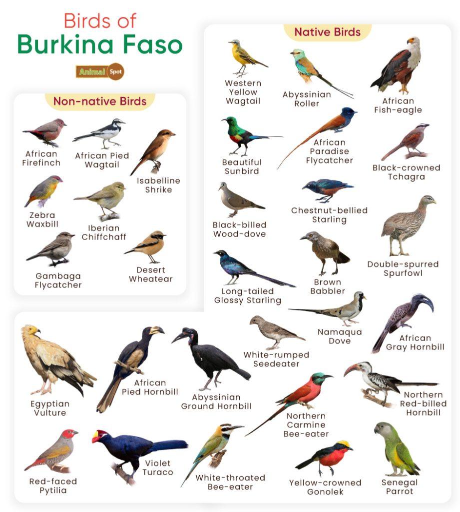 Birds of Burkina Faso