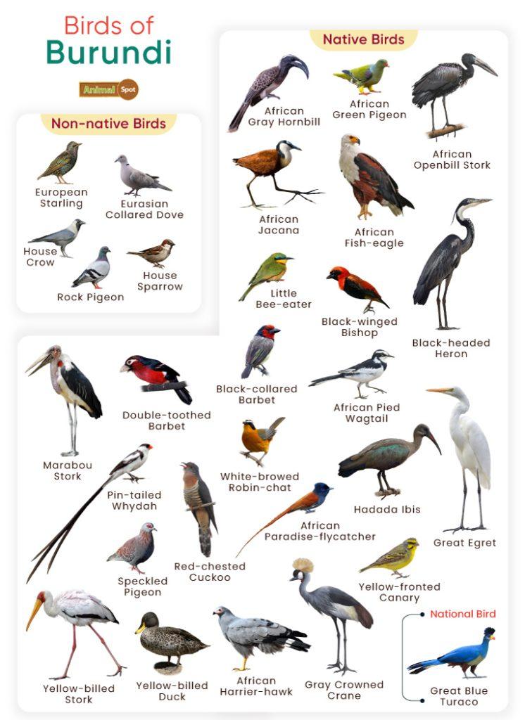 Birds of Burundi