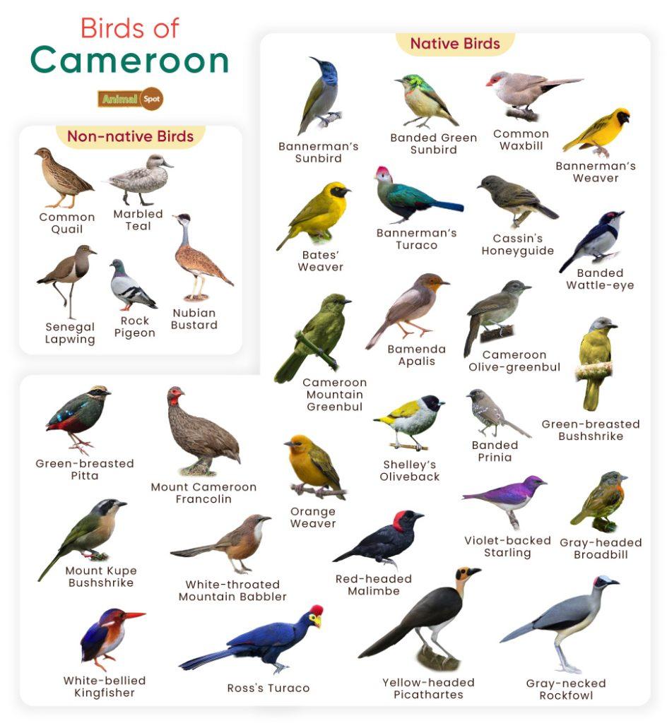 Birds of Cameroon