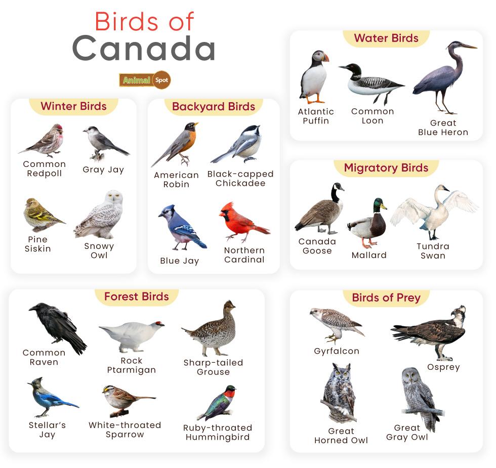 Birds of Canada