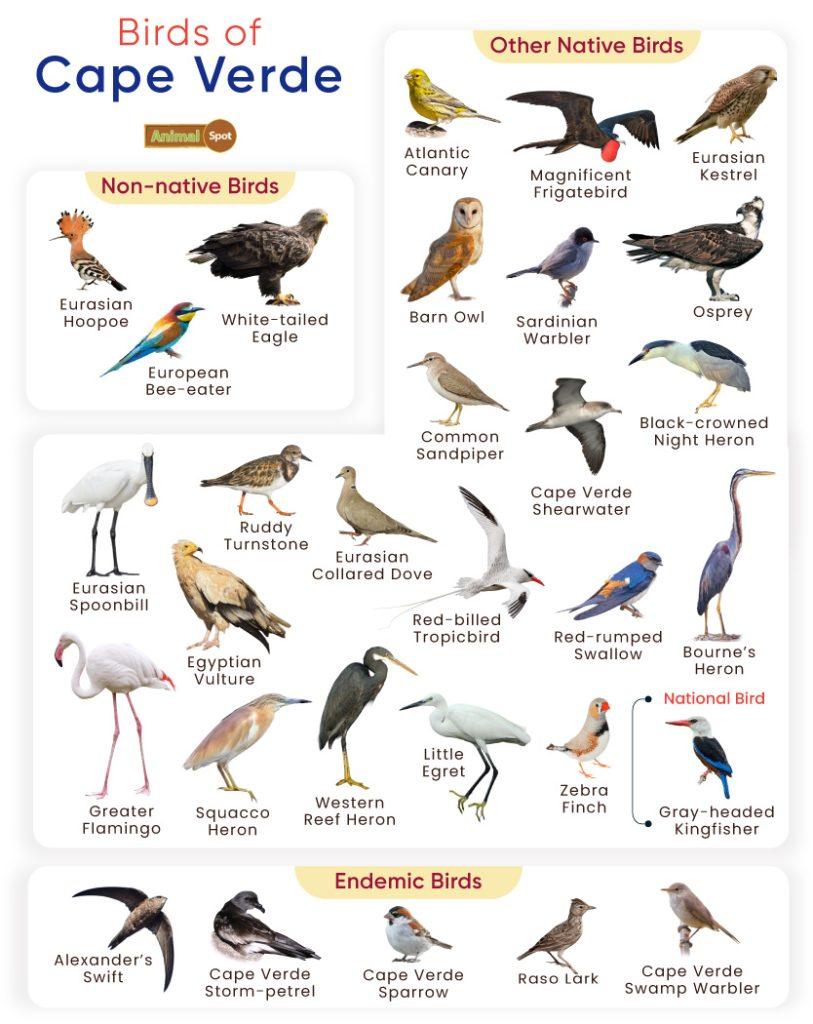 Birds of Cape Verde