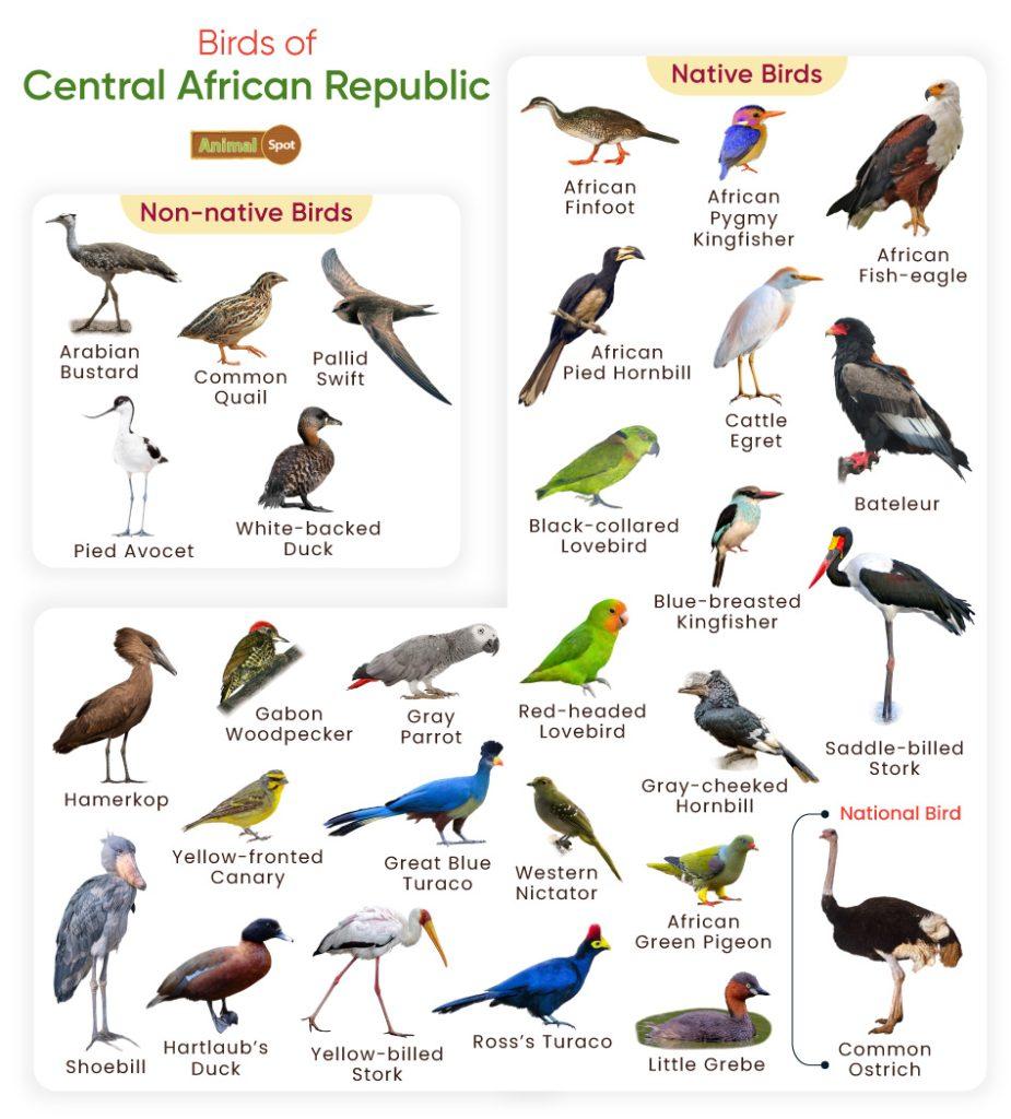 Birds of Central African Republic