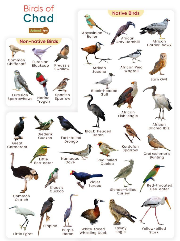 Birds of Chad