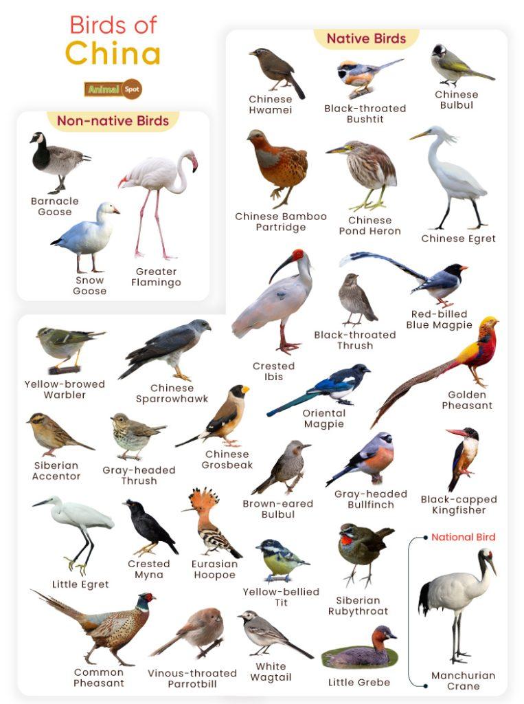 Birds of China