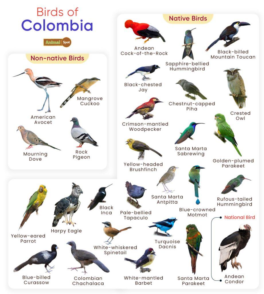 Birds of Colombia