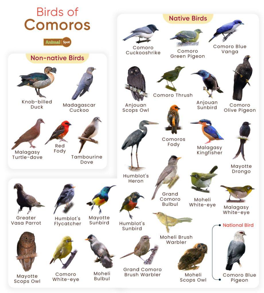 Birds of Comoros