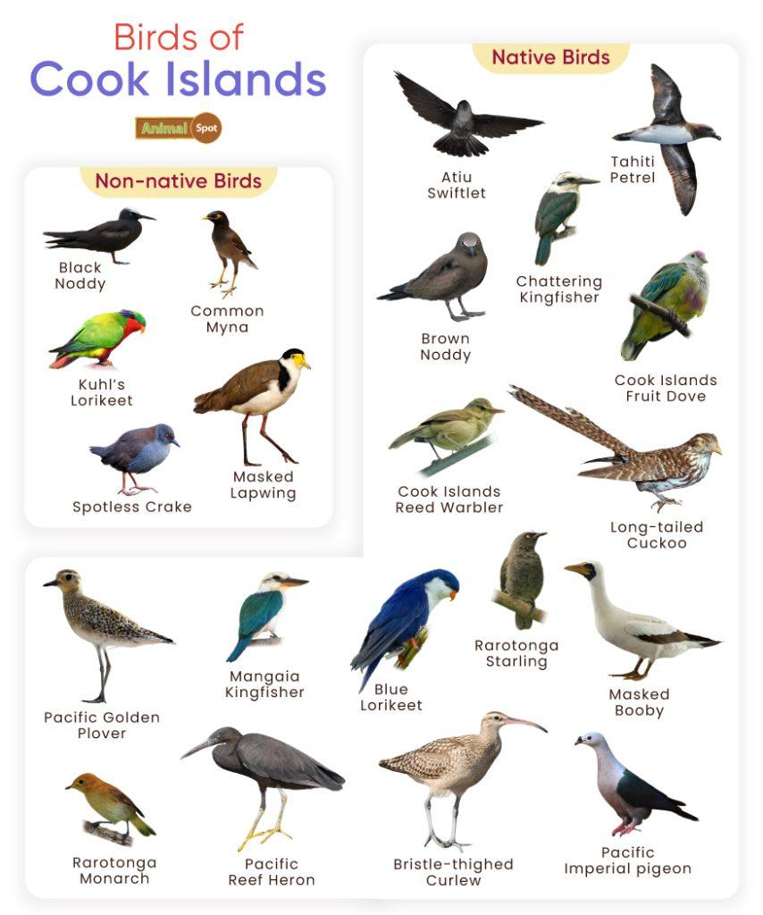 Birds of Cook Islands