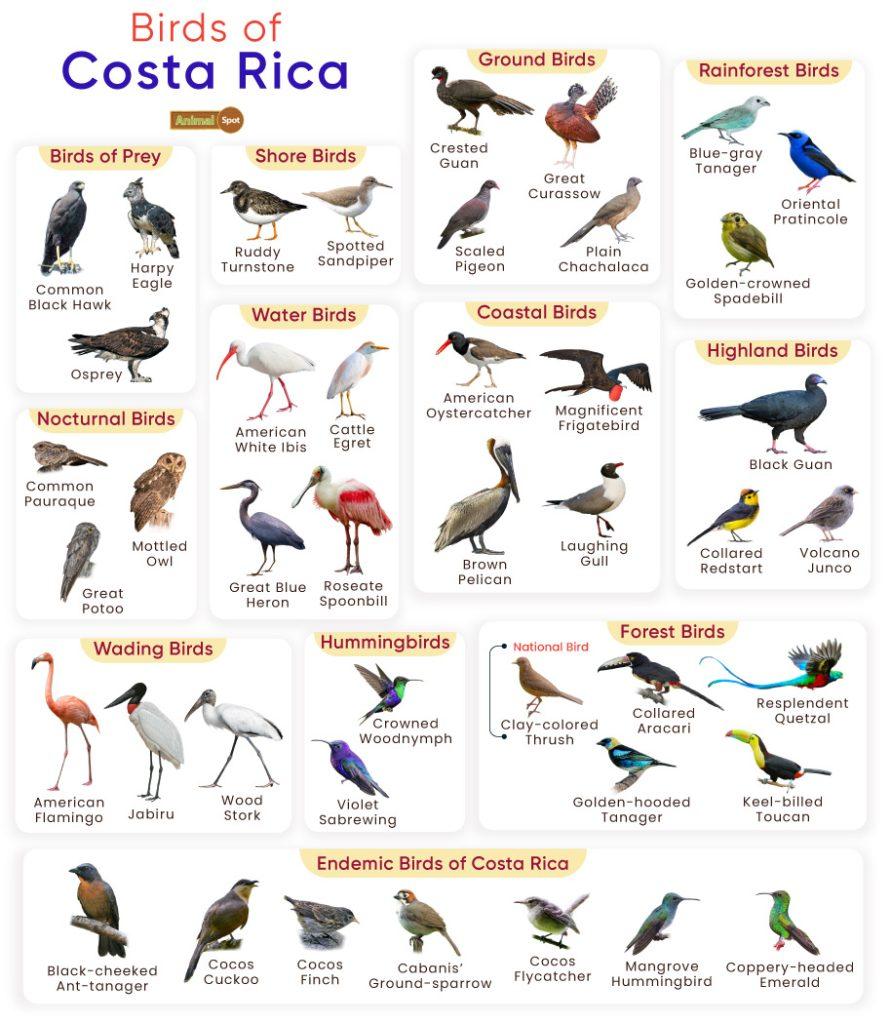 Birds of Costa Rica