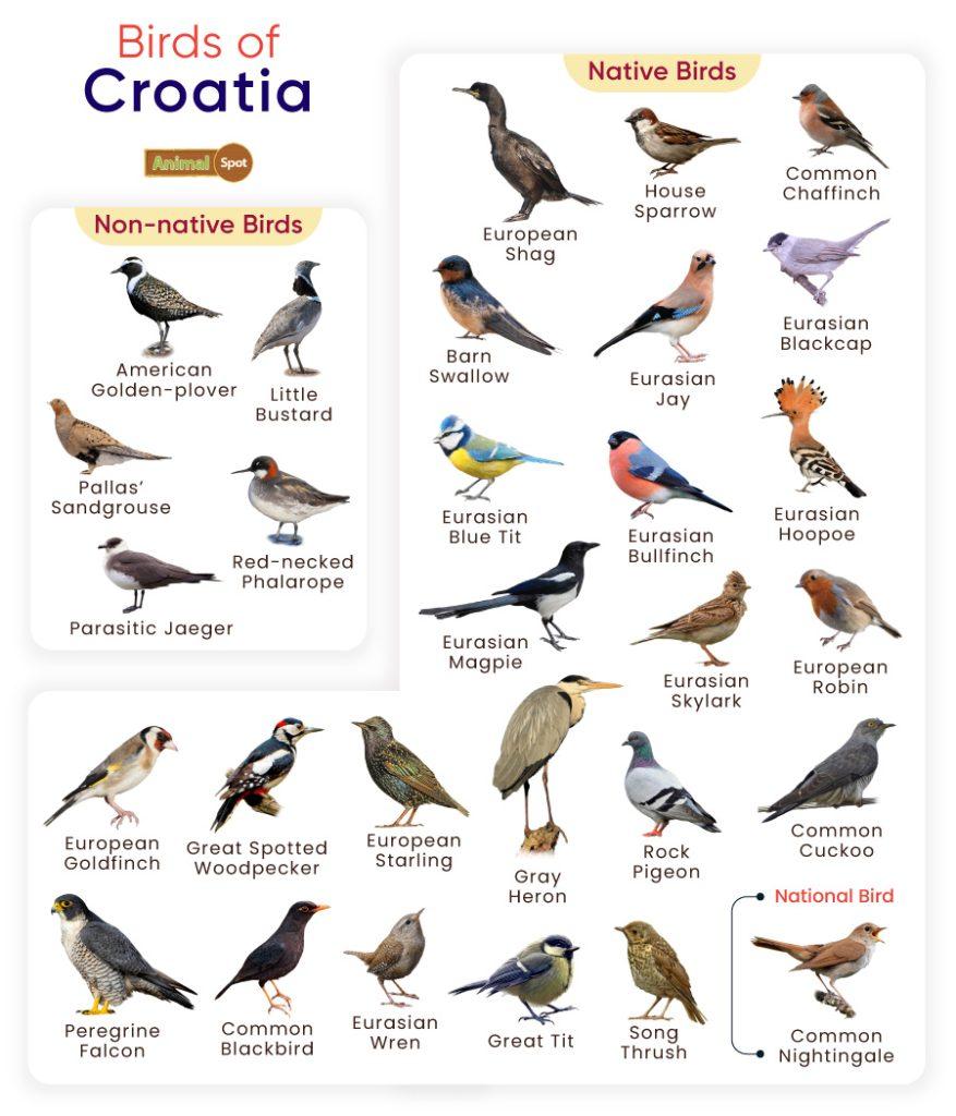 Birds of Croatia