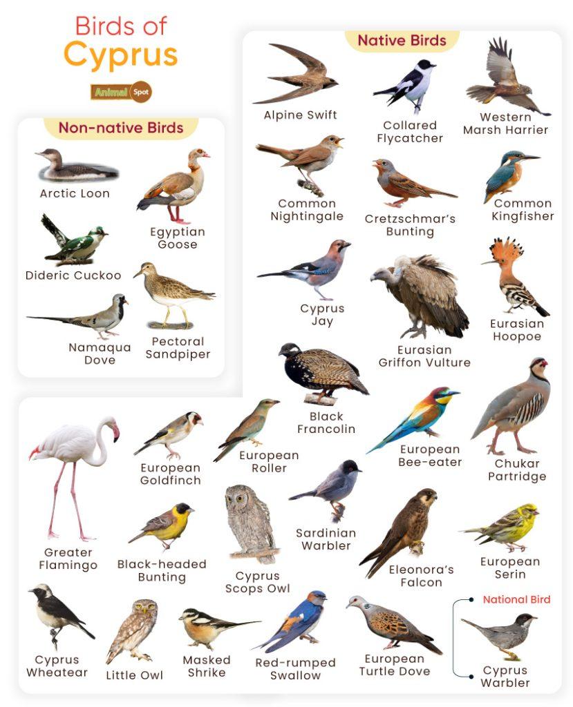 Birds of Cyprus