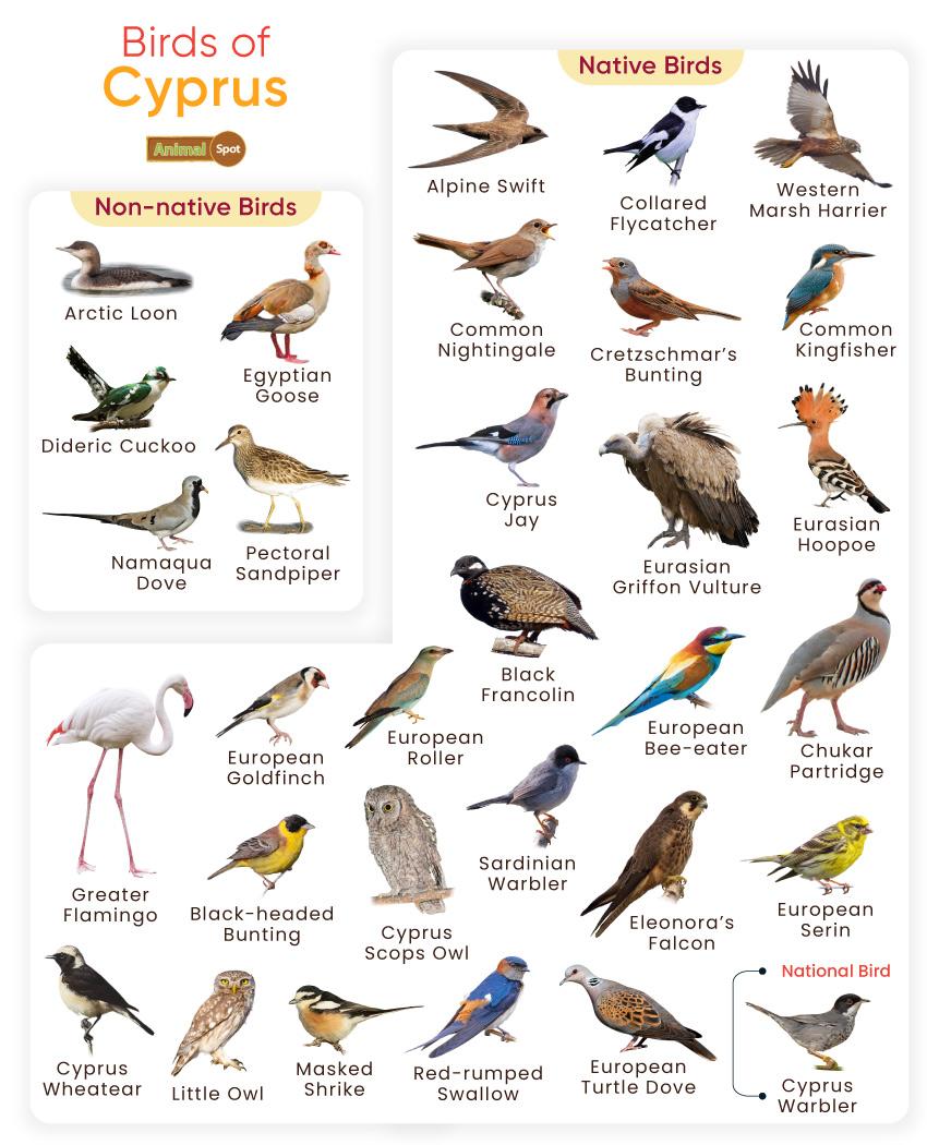 Birds of Cyprus