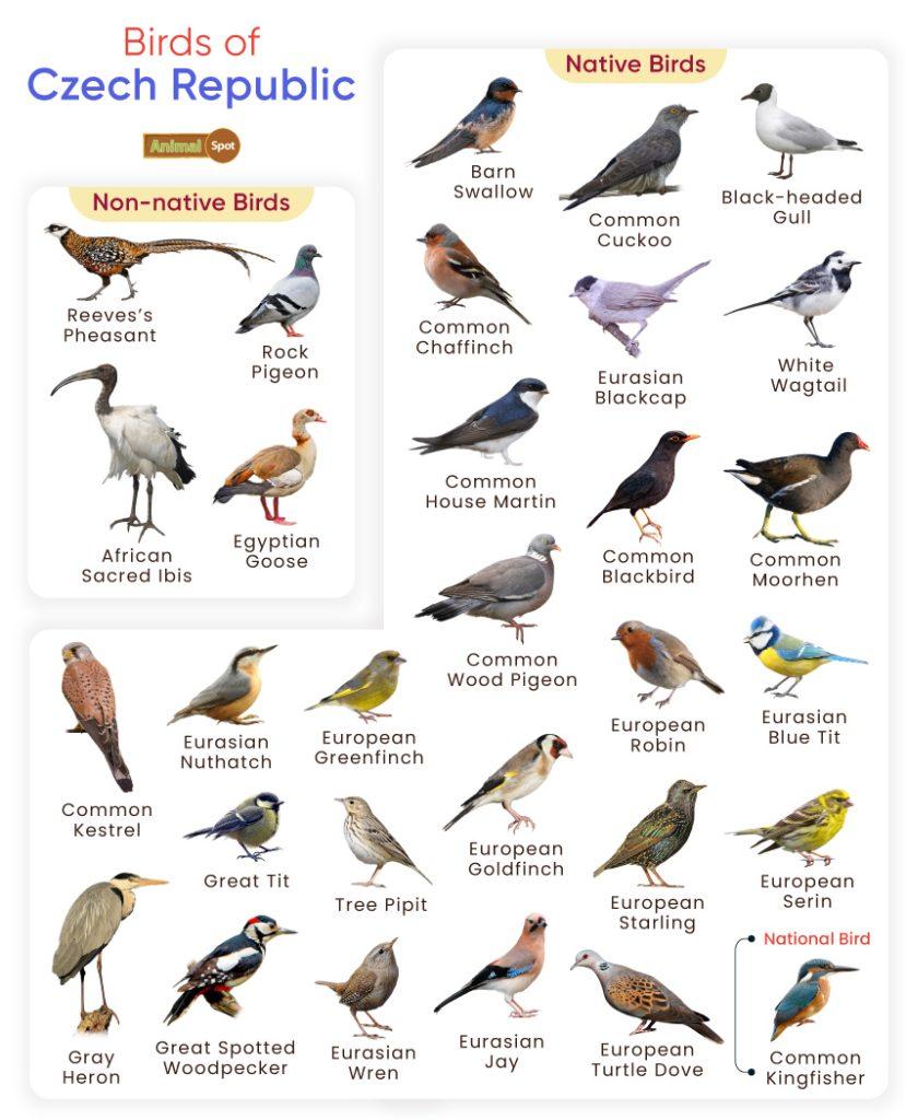 Birds of Czech Republic