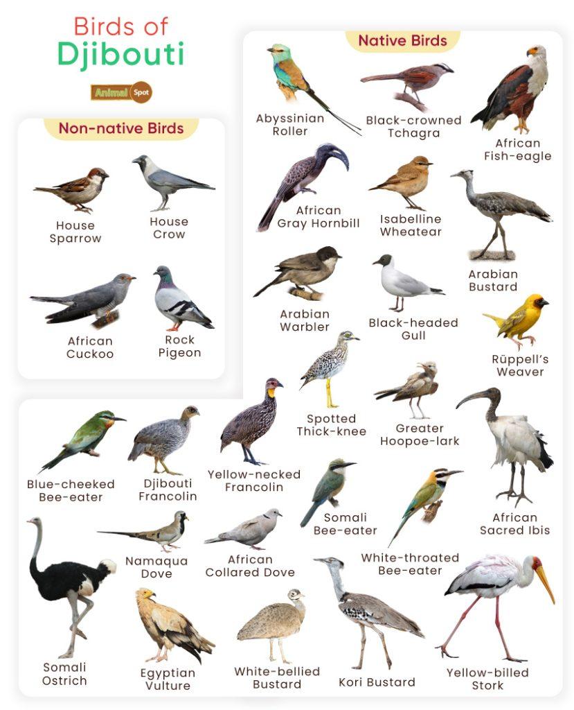 Birds of Djibouti