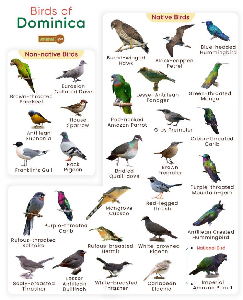Birds of Dominica