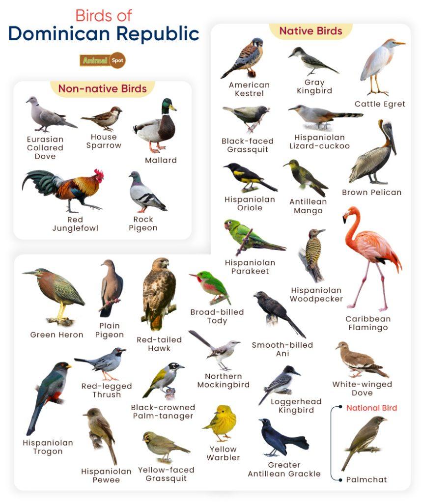 Birds of Dominican Republic