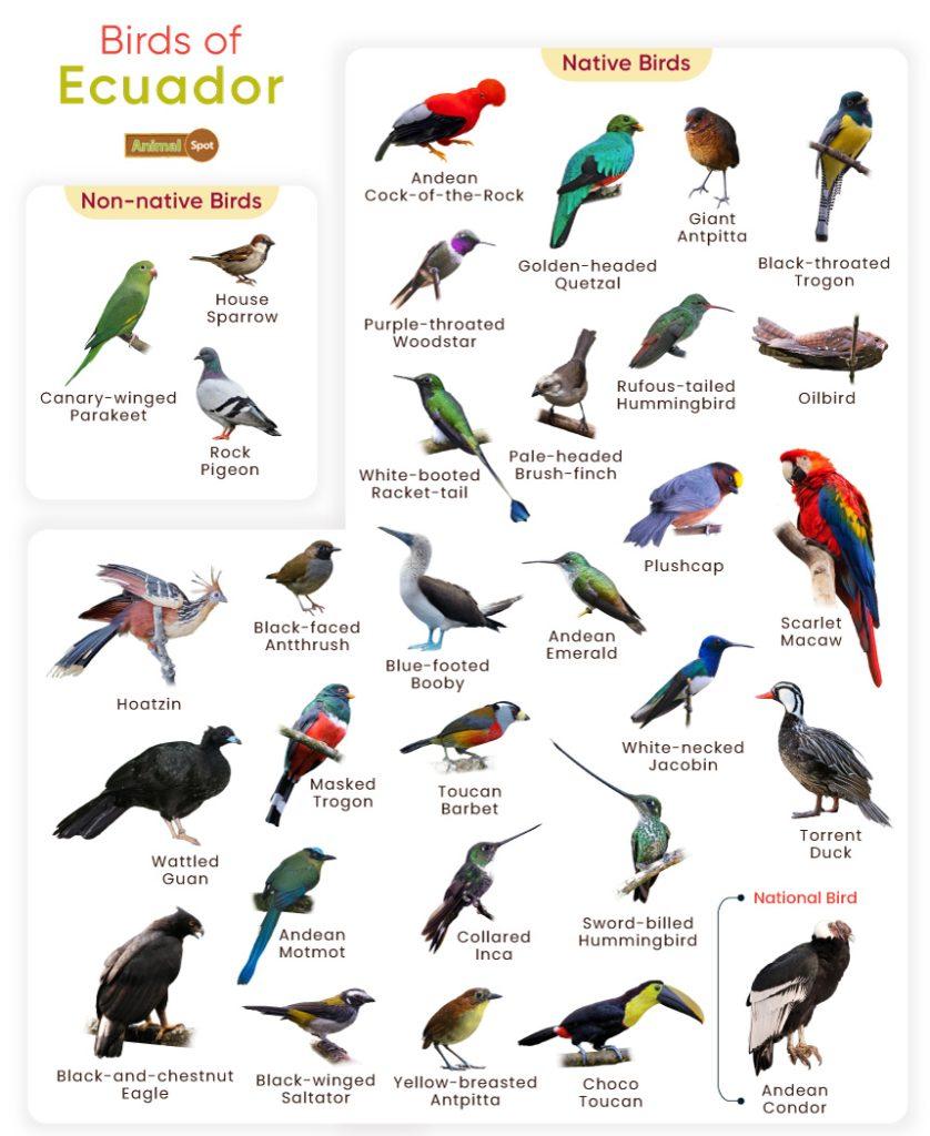 List of Birds Found in Ecuador with Pictures