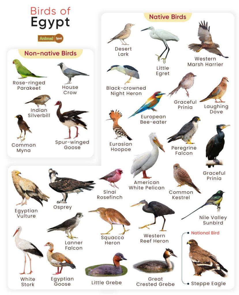 Birds of Egypt