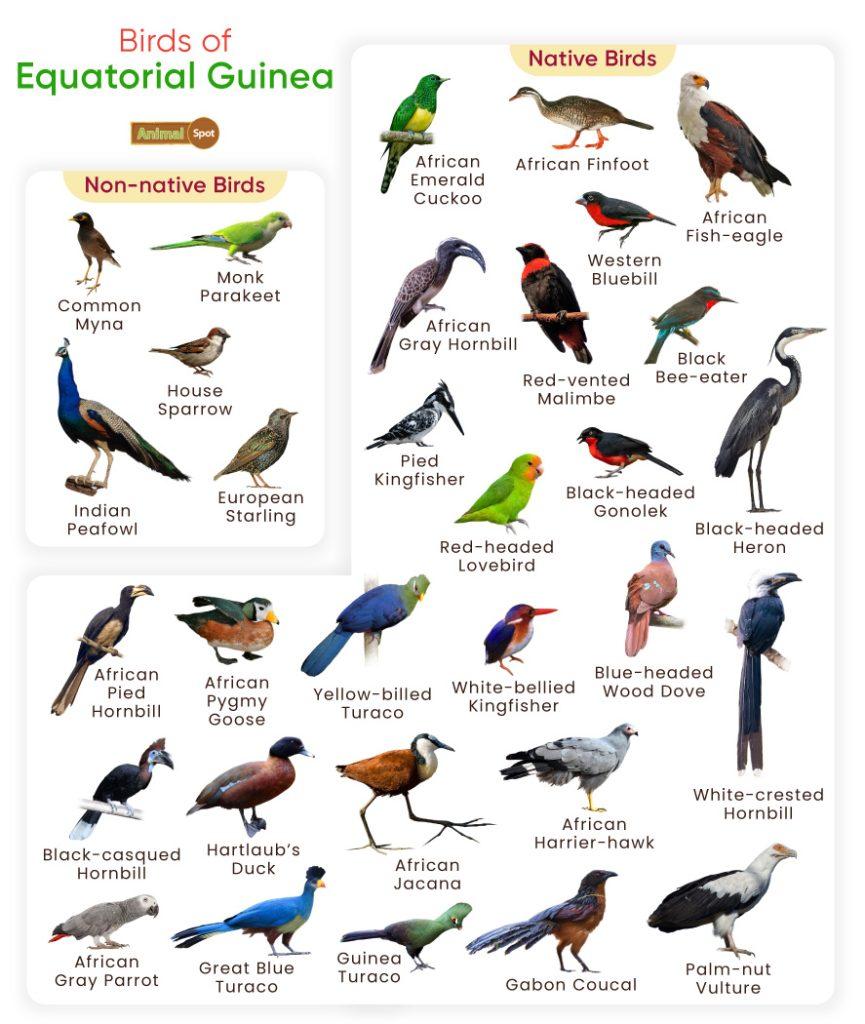 Birds of Equatorial Guinea