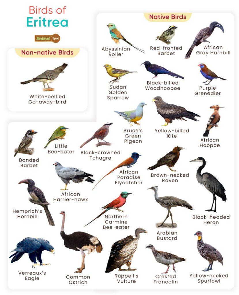 Birds of Eritrea