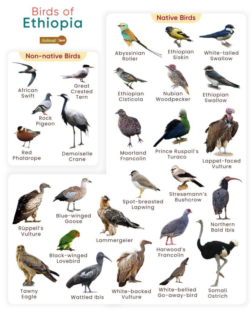 Birds of Ethiopia