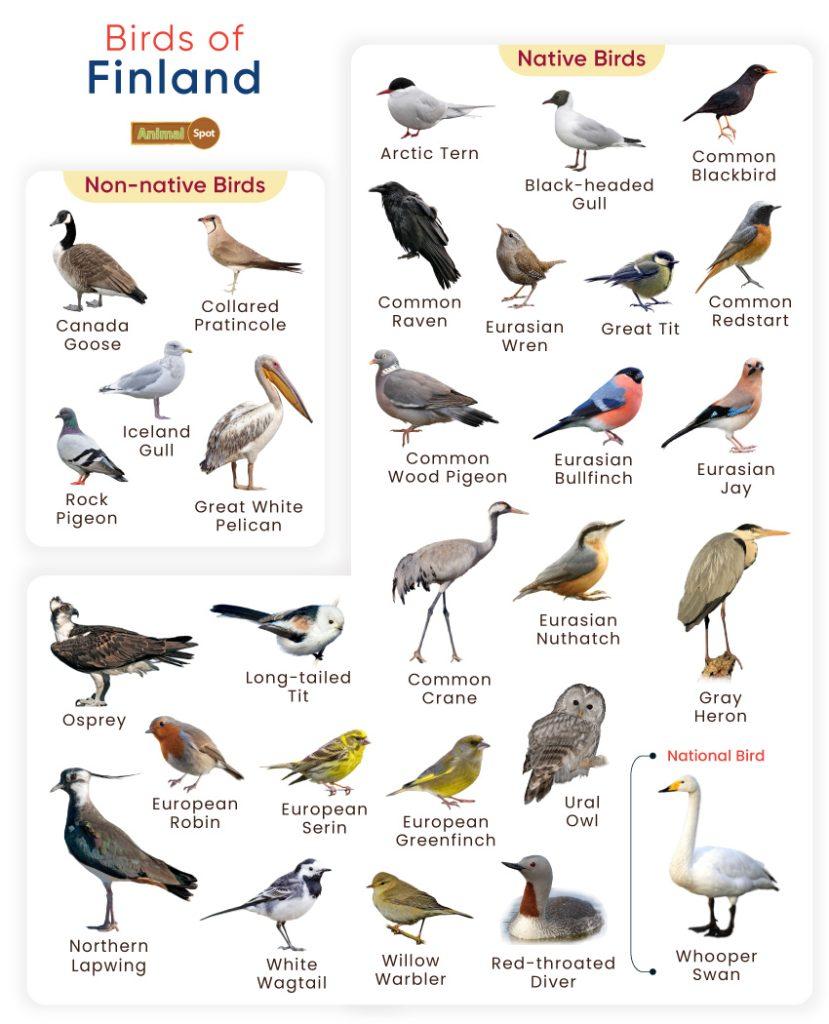 Birds of Finland