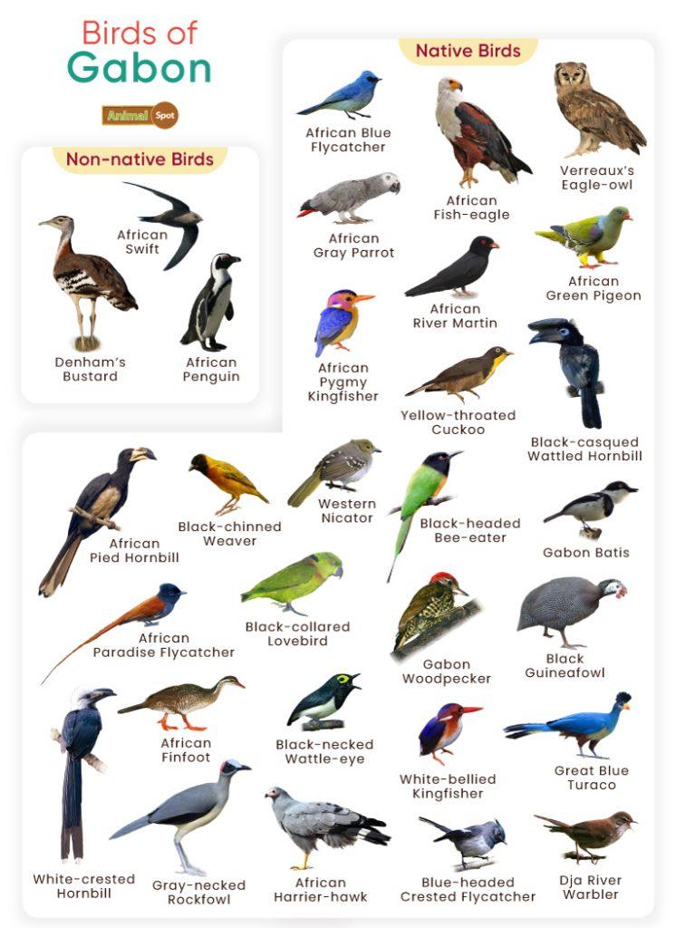 Birds of Gabon