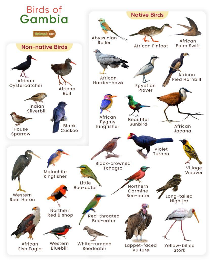 Birds of Gambia