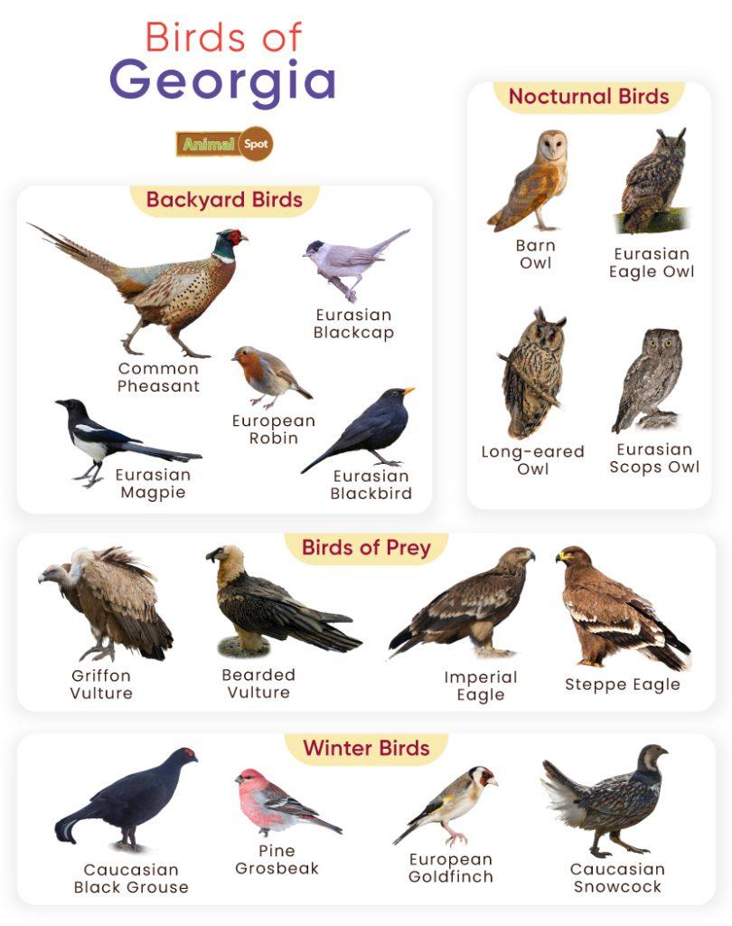 Birds of Georgia