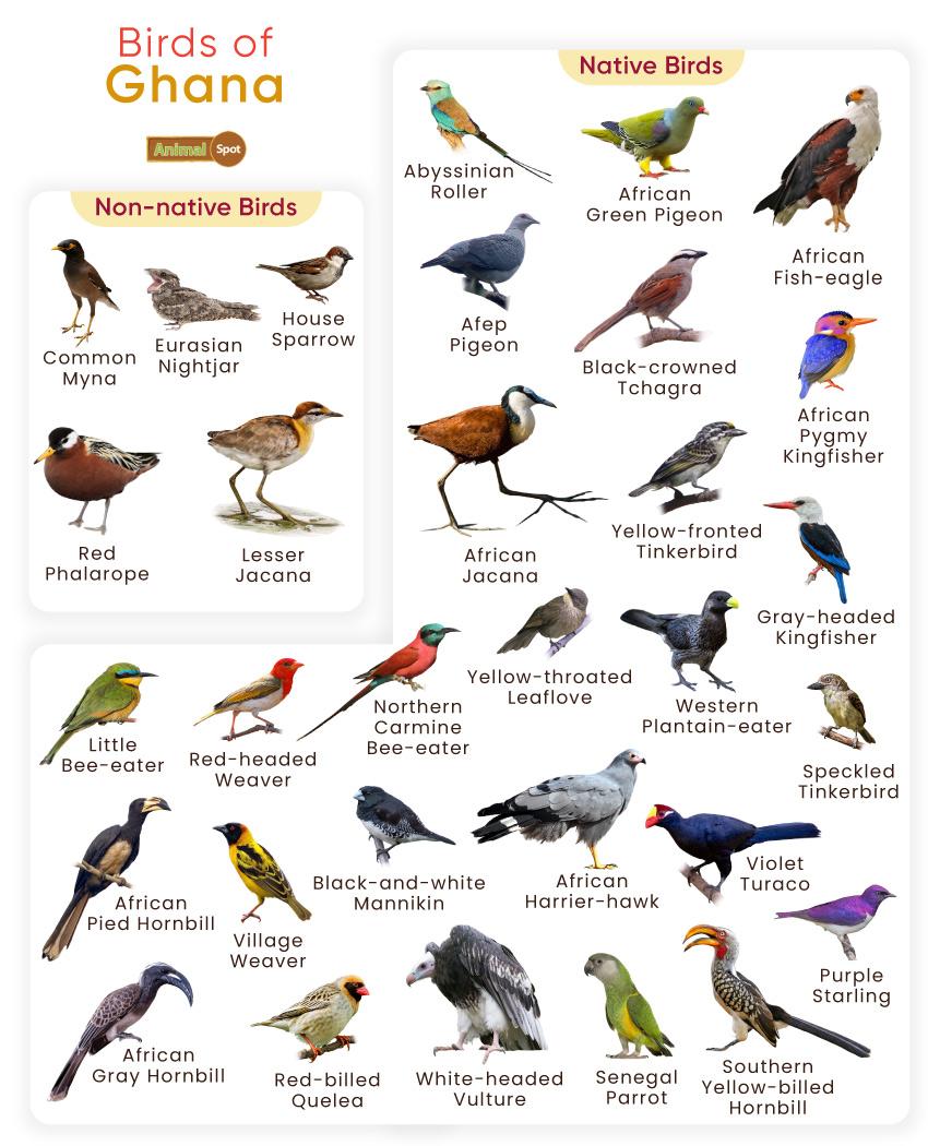 Birds of Ghana
