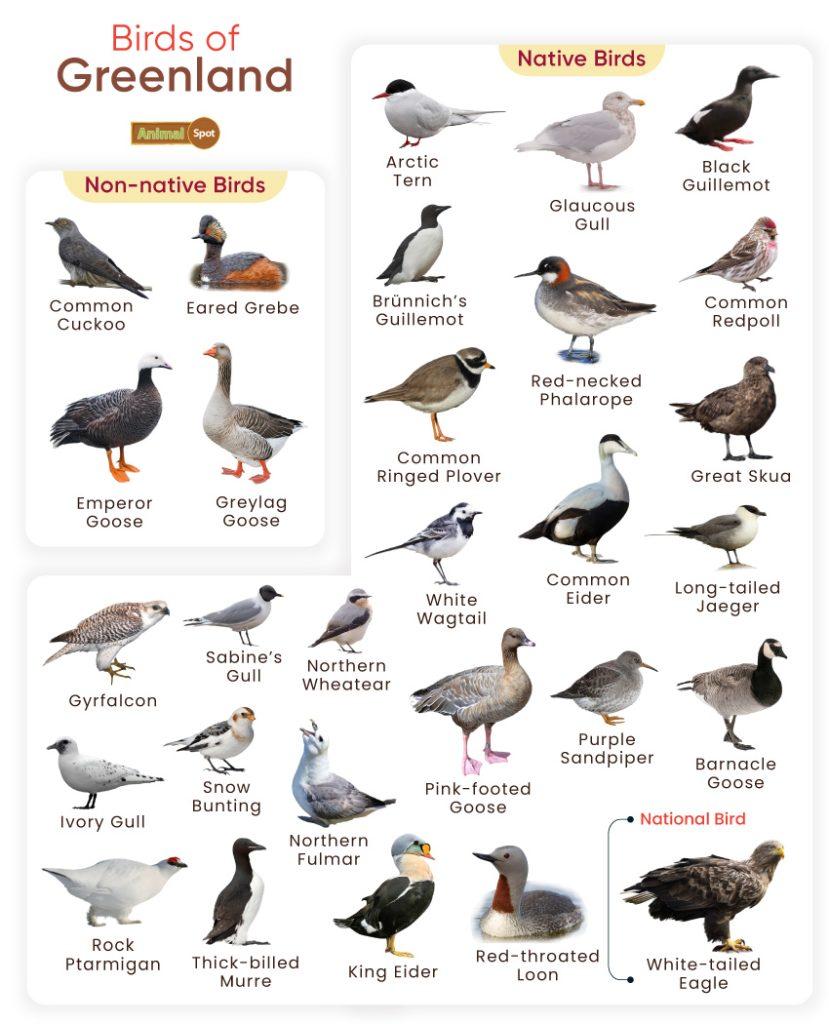 Birds of Greenland