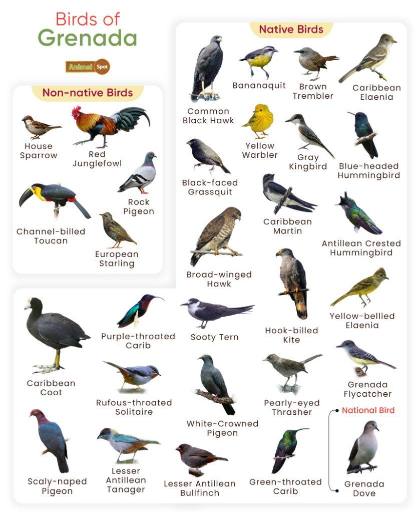 Birds of Grenada