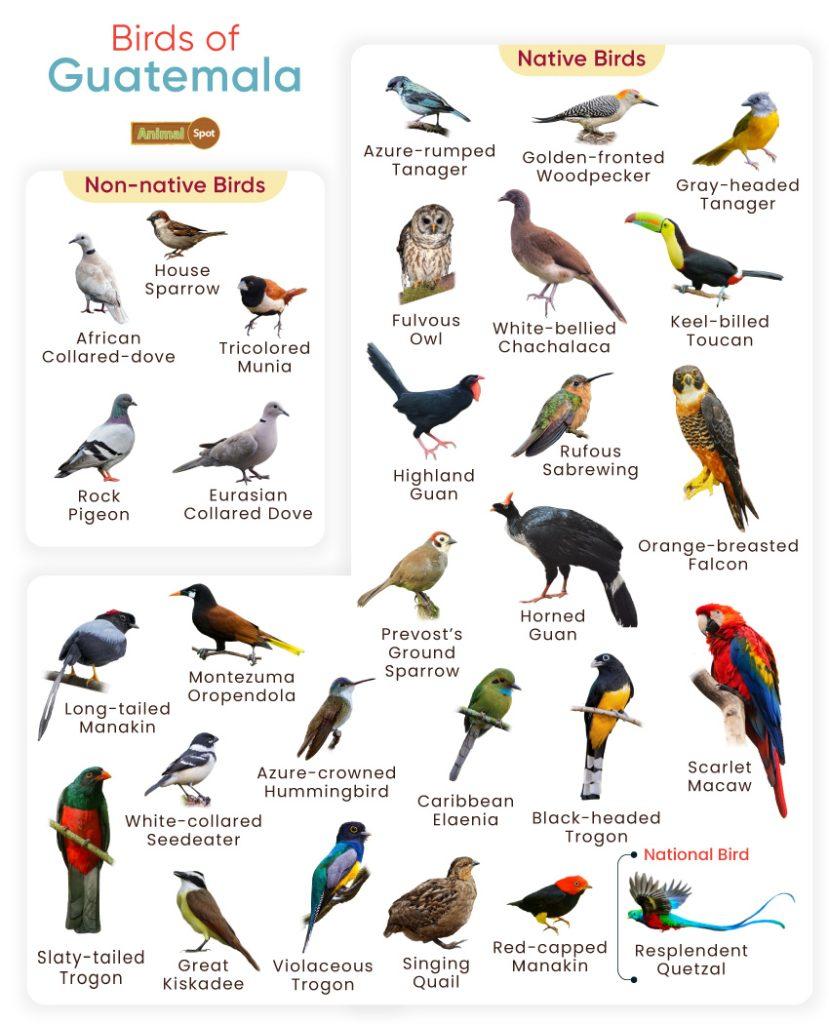 Birds of Guatemala