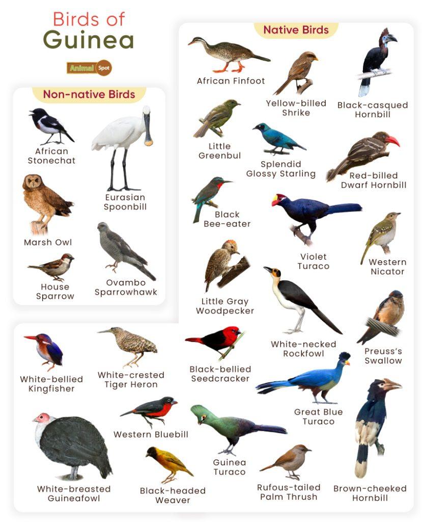Birds of Guinea