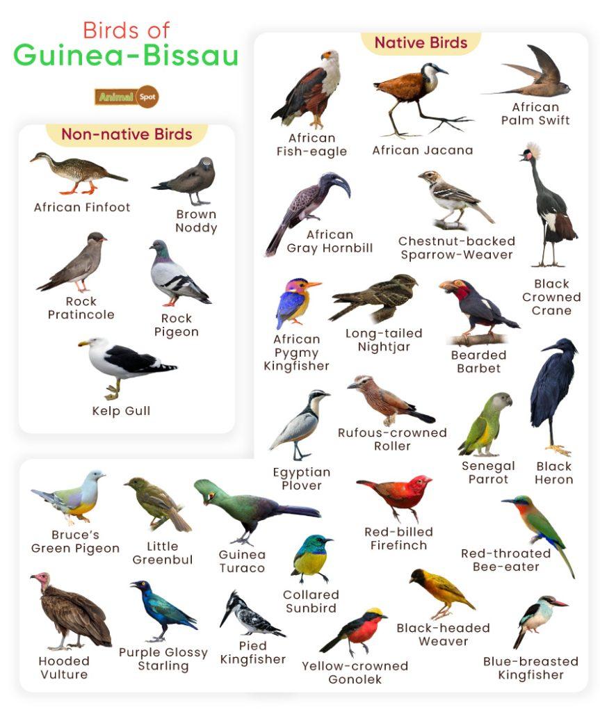 Birds of Guinea Bissau