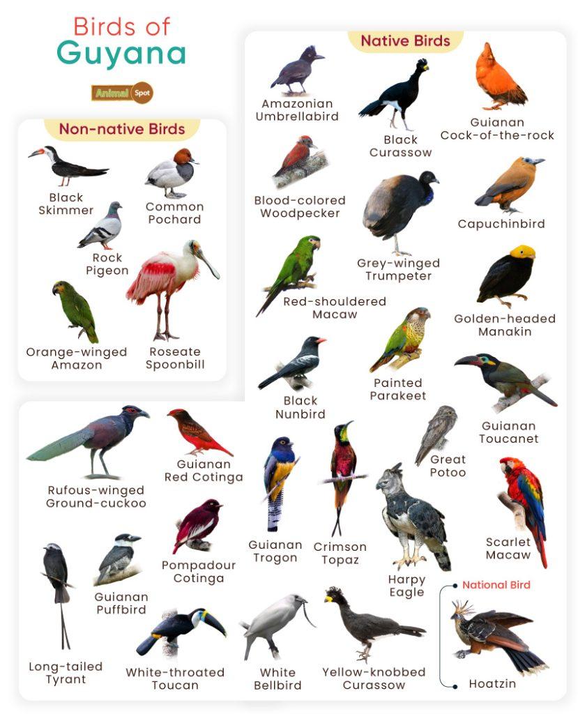 Birds of Guyana